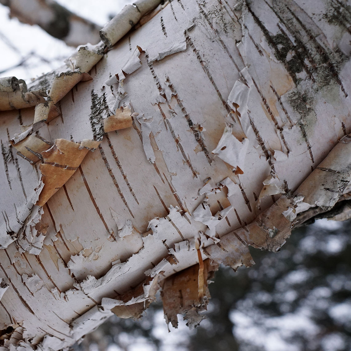 papiryfera trunk.jpg